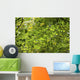 Leafy Branches, Muskoka, Ontario, Canada Wall Mural