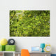 Leafy Branches, Muskoka, Ontario, Canada Wall Mural
