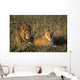 Male And Female Lion In Grass Wall Mural