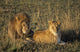 Male And Female Lion In Grass Wall Mural