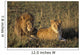 Male And Female Lion In Grass Wall Mural