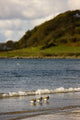 Three Birds In The Water At The Shore Wall Mural