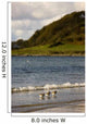 Three Birds In The Water At The Shore Wall Mural