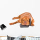 Dog Tired of Phone Calls Wall Decal
