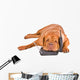 Dog Tired of Phone Calls Wall Decal