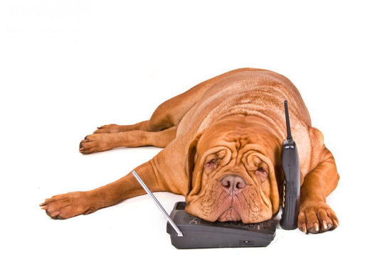 Dog Tired of Phone Calls Wall Decal