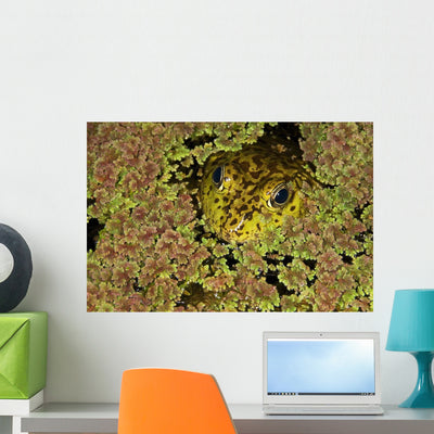 American Bullfrog Wall Mural shown on a wall