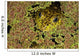 American Bullfrog Wall Mural