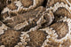 Southern Pacific Rattlesnake, Wall Mural