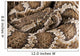 Southern Pacific Rattlesnake, Wall Mural