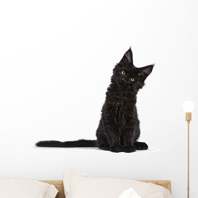 Black Maine Coon Kitten Wall Decal shown on a wall