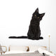 Black Maine Coon Kitten Wall Decal