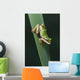 Pacific Tree Frog Wall Mural