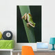 Pacific Tree Frog Wall Mural