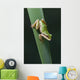Pacific Tree Frog Wall Mural
