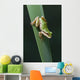 Pacific Tree Frog Wall Mural