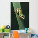 Pacific Tree Frog Wall Mural