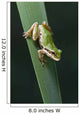 Pacific Tree Frog Wall Mural