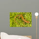 Longtail Salamander Wall Mural