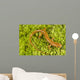 Longtail Salamander Wall Mural