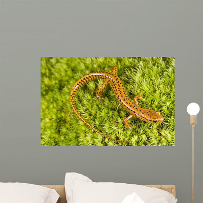 Longtail Salamander Wall Mural shown on a wall