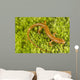 Longtail Salamander Wall Mural