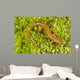 Longtail Salamander Wall Mural