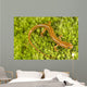 Longtail Salamander Wall Mural
