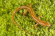Longtail Salamander Wall Mural