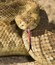 A Defensive Mojave Green Rattlesnake Wall Mural