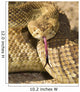 A Defensive Mojave Green Rattlesnake Wall Mural