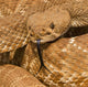 Red-Diamond Rattlesnake, Riverside County, California, Usa Wall Mural