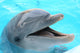 dolphin Wall Mural