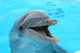 dolphin Wall Mural
