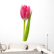 Single Pink Tulip Wall Decal
