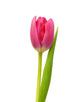 Single Pink Tulip Wall Decal