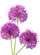 Three Alliums Ornamental Onions Wall Decal