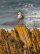 A Herring Gull, Colonsay, Scotland Wall Mural