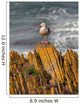 A Herring Gull, Colonsay, Scotland Wall Mural