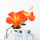 Orange Hibiscus Isoleted Wall Decal