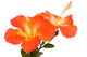 Orange Hibiscus Isoleted Wall Decal
