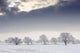 Snow Covered Trees And Field, Northumberland, England Wall Mural