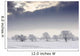 Snow Covered Trees And Field, Northumberland, England Wall Mural