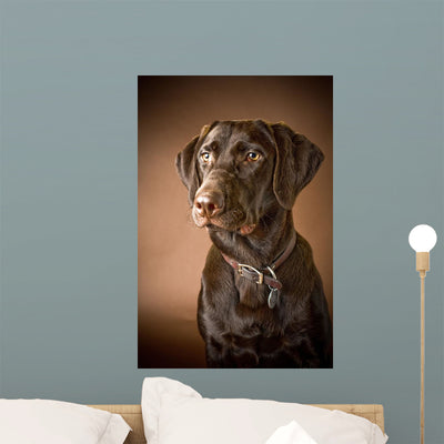 Chocolate Labrador Retriever Wall Mural shown on a wall