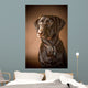 Chocolate Labrador Retriever Wall Mural