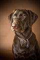 Chocolate Labrador Retriever Wall Mural