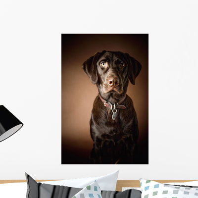 Chocolate Labrador Retriever Wall Mural shown on a wall