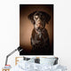Chocolate Labrador Retriever Wall Mural