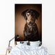 Chocolate Labrador Retriever Wall Mural