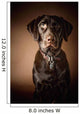 Chocolate Labrador Retriever Wall Mural
